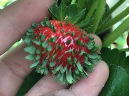Cover all roots but keep the middle of the crown (the central growing bud where the leaves begin to emerge) at soil you can harvest berries the second year. Picture Of A Sprouting Strawberry Disturbs People Online