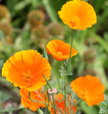 Pin On Growing Plants