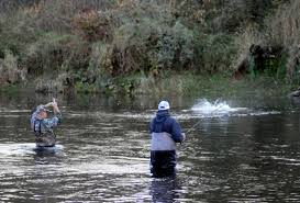 At hoodsport, on the hood canal connecting to the west side of puget sound. Chum Fishing Up Coho Slows As Salmon Season Heads Toward Winter The Daily World