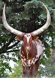 Ankole Watusi Cattle Bos Primigenius Animals Unusual Animals Animals With Horns