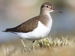 Image result for Actinoschoenus