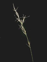 Image result for Aristida recta