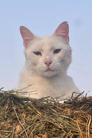 Lost deaf domestic short hair cat in Eagle Point