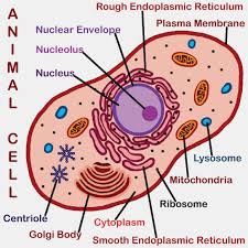 We did not find results for: Draw A Neat And Well Labelled Diagram Of Plant Cell Shefalitayal