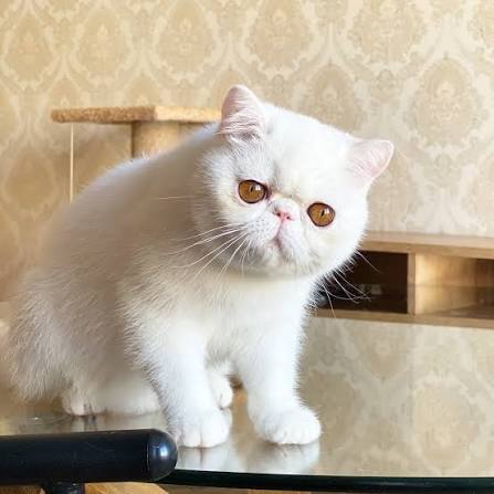 FORSYCAT SWEET GIRL ❤️ Copper eyed white exotic shorthair female, best  kitten, please direct, shipping worldwide  🆒💎🧿🙌🌸🙏🫶😎👑☀️🙂🎈👏🎁😍👍🥰😌🌺🤗💖🤩☺️😊😇😘💕#wow #supercat  #cutecat #lovely #kitty #kittens #kittensofinstagram ...