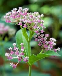 Swamp Milkweed Asclepias Incarnata Spring Plants Swamp Milkweed Plant Catalogs