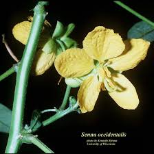 Image result for Senna occidentalis