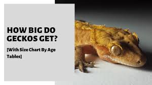 Maybe you would like to learn more about one of these? How Big Do Geckos Get With Size Chart By Age Tables