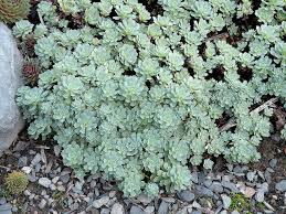 5 color ur dragon deck that is sure to hit hard at your local commander tournament. Great Plant Pick Rhodiola Pachyclados Afghani Sedum Heraldnet Com