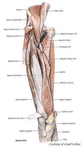 Just need a glimpse, leave your valuable advice let. Groin Injury In Hockey True Health Studio