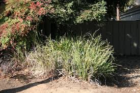 Image result for Moraea niassensis