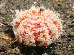Flower Urchin Photographed In May Of 2008 Using A Canon 5d Camera And Sigma 50mm Animal Wallpaper Invertebrates Marine Animals