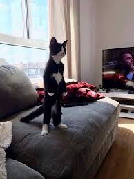 Selin Tiras Adli Kullanicinin Animals And Pets Panosundaki Pin Kedi Hayvanlar Ve Hayvan