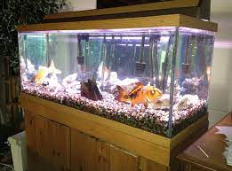 Sudah terkirim ratusan ikan koi setiap bulannya produk kami ke seluruh indonesia. Cara Memelihara Ikan Koi Di Aquarium Sebagai Dekorasi Interior Ruangan Ikankoi Org