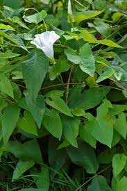Image result for Ipomoea involucrata