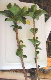 Growing hibiscus cuttings in water. Hibiscus Propagation Cuttings