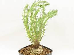 Image result for Aeollanthus subacaulis