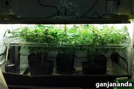 T5 Vs Cfls Fluorescent Grow Light Showdown Grow Weed Easy
