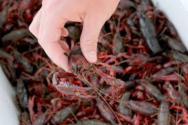 Uno dei metodi più popolari di gamberetti cottura è a bollire loro. Gamberi Di Fiume Ricette E Consigli Per Primi Piatti Di Pesce