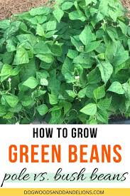 Bush beans grow to be about 1 to 2 feet tall and do not require staking for support. How To Grow Green Beans How To Grow Green Beans Bush Beans Grow Green Beans