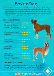 Top 10 Boxer Dog Facts Surprizing Things You Should Know Boxer Dogs Facts Dog Facts Boxer Dogs