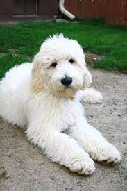 Goldendoodle Dog Goldendoodle Grooming Goldendoodle Goldendoodle Puppy