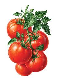 Tomates Dessin Legumes Dessin Fruits Fruits Et Legumes