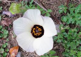 Image result for Hibiscus trionum