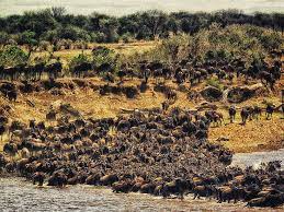 La migración de animales es el movimiento de animales individuales a distancias relativamente largas, generalmente por temporadas. La Geologia Y La Quimica Impulsan La Migracion Animal En El Serengueti Eos