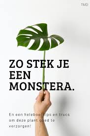 Zo Stek Je Een Monstera In 2020 Monstera Stekken Kamerplanten Ideeen