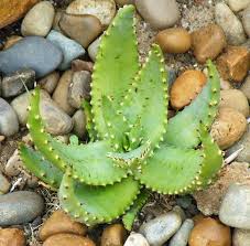 Image result for Aloe pienaarii