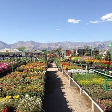 Mesquite valley growers nursery in tucson, az, is a premier destination for all your gardening and landscaping needs. Mesquite Valley Growers 7847 E 3rd St