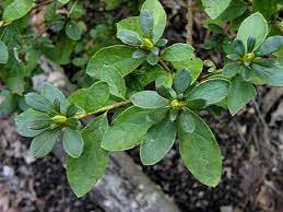 Azaleas Are In The Genus Rhododendron With Evergreen Azaleas In The Subgenus Tsutsusi And Deciduous Azaleas In The Subgenus Azaleas White Azalea Rhododendron