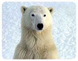 Polar bears can live up to 20 to 30 years, but not many live past 15. Polar Bear Canned Critter Stuffed Animal Polar Bear Gifts Animalden Com