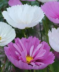The Cupcakes Mixed Cosmos Cosmos Bouquet Flowers Flowers Garden Seeds Cosmos Flowers Cosmos Plant Self Watering Plants