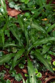Image result for Chlorophytum sparsiflorum