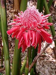 Torch Ginger Unusual Flowers Ginger Flower Rare Flowers
