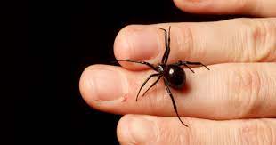 Also it is not poisonous (at least. 4 Misconceptions About The Black Widow Spider Cbs News