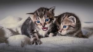 Pequeños gatitos tiernos ¡dulzura en miniatura! Descargar Las Imagenes De Gatos Gratis Para Telefonos Android Y Iphone Fondos De Pantalla De Gatos Para Telefonos Moviles
