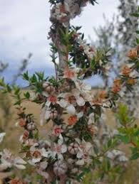 Image result for Myrtaceae