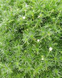 Image result for Sagina