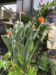 Bird Of Paradise In Pot Outside Bird Of Paradise Strelitzia In 2020 Birds Of Paradise Plant Tropical Garden Design Paradise Plant