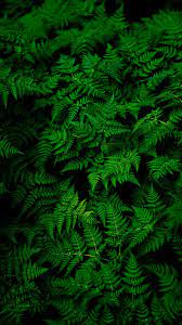 Nature Leaves Plant Green Wallpapers Hd 4k Background For Android Green Leaf Wallpaper Green Nature Wallpaper Plant Wallpaper