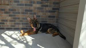 Ckc reg german shepherd puppies. Lady German Shepherd Puppy We Bread Raised Trained And Sold To Appleton Wi Man S Best Friend