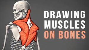 Back bones est un groupe direct, puissant, qui passe en revue tous les courants du rock. Drawing Back Muscles On Bones Youtube
