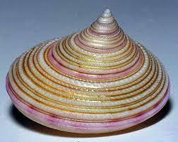 Vyacheslav Geraskevich Really Looks Like A Hat Beautiful Gold And Pink El Sea Shells Shells Shell Game