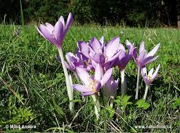 Ocún jesenní patří mezi častější květiny především na loukách ve východní části naší republiky a na slovensku. Colchicum Autumnale Pictures Autumn Crocus Meadow Saffron Naked Lady Images Nature Wildlife Photos Naturephoto