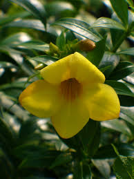 Image result for Allamanda