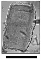 Image result for Marantochloa purpurea