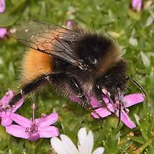Image result for Bombus alpinus